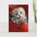Search for scotland christmas cards Cat