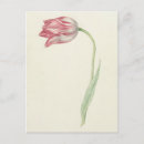 Recherche de tulipe blanche cartes postales Floral