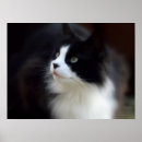 Search for fluffy white posters Animals