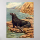 Recherche de otarie posters Phoques