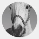 Recherche de chevaux blancs autocollants Pays