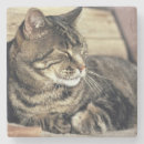 Search for tabby cat coasters Feline