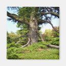 Recherche de liban magnets Cèdre