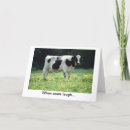 Search for cow jokes cards Humour