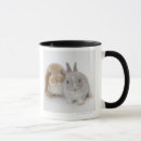 Recherche de deux lapins tasses Animal