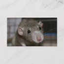 Recherche de rat cartes visite Animal