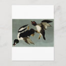 Search for pond life postcards Ducks