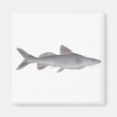 Search for whiskers magnets Fish