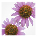 Search for echinacea posters Purple