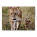 Recherche de lion femelle cartes postales Famille