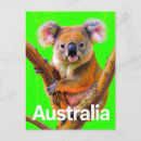 Search for australian koala postcards Green