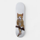 Recherche de minou skateboards Animal