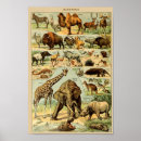 Search for vintage animal illustration posters Safari
