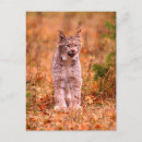 Search for john wilde postcards Wildlife