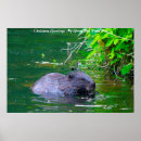 Recherche de rat posters Pour elle