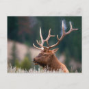 Search for rocky mountain national park postcards Bull