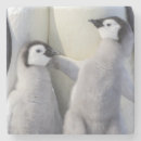 Recherche de pingouin dessous de verres Animal