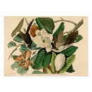 Search for black and white antique bird posters Birds of america