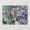 Recherche de morelle cartes postales Champignons