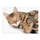 Search for cat breed posters Kitten