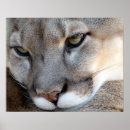 Recherche de panthère posters Espèce menacée