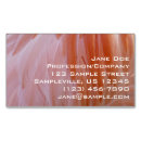 Recherche de flamingo cartes visite Nature