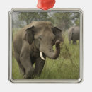 Search for indian elephant ornaments Corbett