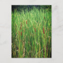 Search for cattail postcards Marsh