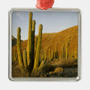 Search for arid ornaments Dry