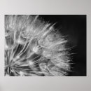 Search for tooth art Black