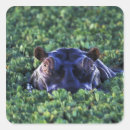 Search for reserved stickers Africa