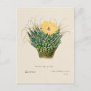 Recherche de agaves cartes postales Botanique