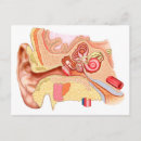 Search for human ear postcards Diagram