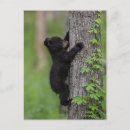Search for bears climbing trees postcards Superstock