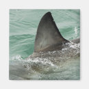 Search for shark gifts Swimming