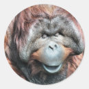 Search for orangutan stickers Animal