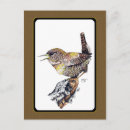 Recherche de brindilles cartes postales Faune