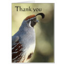Search for desert bird cards Quail