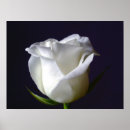 Search for black and white rose photography posters Flowers