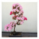 Recherche de arbre japonais posters Photographie
