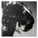 Recherche de le lapin blanc carreaux Animaux