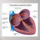 Search for cardiologist posters Cardiac