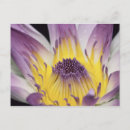 Search for flower petals postcards Colourful