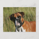 Recherche de pam cartes postales Dog