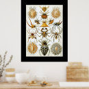 Recherche de arachnide art Illustration