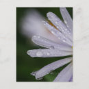 Search for aster postcards Daisy
