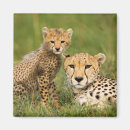 Search for parental magnets Cute