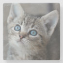 Search for domesticated barware Colour image