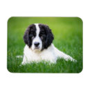 Search for newfoundland magnets Landseer