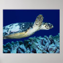 Recherche de sea life posters Corail